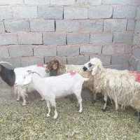 میش بز .بره