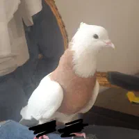 کبوتر
