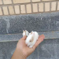 خرگوش و بچه خرگوش لوپ
