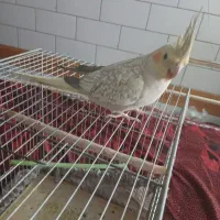 عروس هلندی