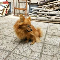 سگ پامر|سگ|زنجان, |دیوار