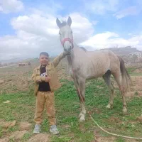 کره اسب مادیان یورقه