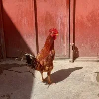 خروس