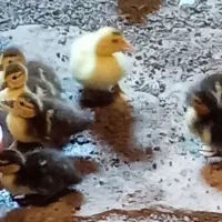 تعداد جوجه اردک اسرائیلی به فروش می‌رسد
