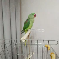شاه طوطی