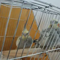 یک جفت عروسی هلندی