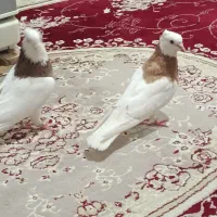 کبوتر  طوقی