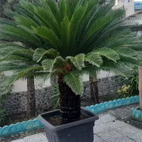 سیکاس