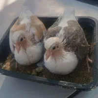 کبوتر