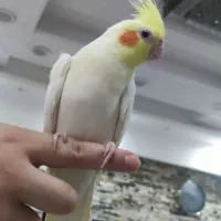 عروس هلندی آوازخوان و کاملا رام