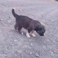 سگ نگهبان