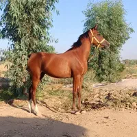 اسب|اسب و تجهیزات اسب‌سواری|کارون, |دیوار