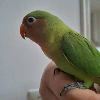 طوطی کوتوله دستی و فیشر