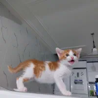 واگذاری گربه ۲ماهه نر