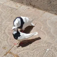 یه جفت طوقی اس سیاه ز بدون هیچ گونه غلط جنس خوب