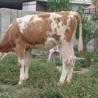گوساله ماده سیمینتال جنس