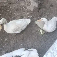 ایک جفت اردک