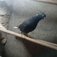 کبوتر