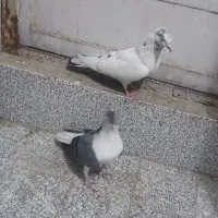 کاشانی و بدرنگ دمگیر جفت ماده