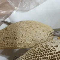 عسل وحشی