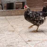 مرغ گلین خال سوزنی با جوجه