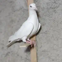 کبوتر