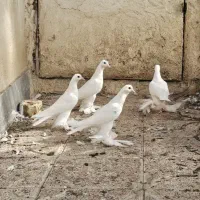 چهار جوجه کبوتر لوتی
