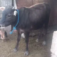یک عدد گاو نر