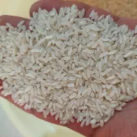 برنج خالص لنجان .خرید از کشاورز