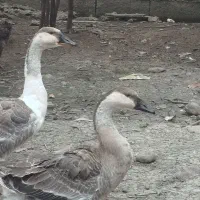 قوغاز|حیوانات مزرعه|تالش, هشتپر|دیوار