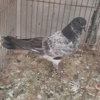 کفتر گمشده