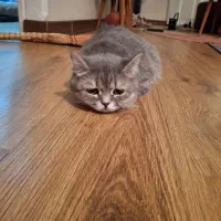 بریتیش مهربون