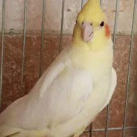 عروس هلندی ماده