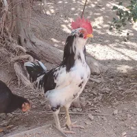 خروس گلین جوان
