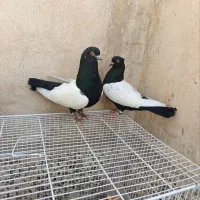 کفتر سینه سیاه پاک