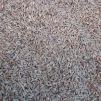 فروش گندم دیم