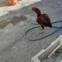 مرغ وخروس لاری باتوجه هاش