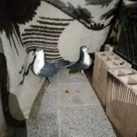 یک جفت کبوتر کرباتی