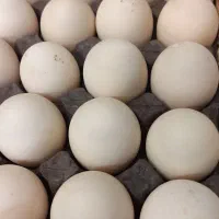 تخم اردک اسرائیلی
