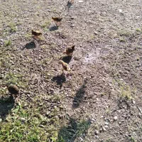 جوجه بومی