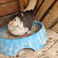 فروش نروماده دمگیر