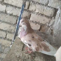 دوتا ماده سرور  عالی