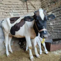 گاو و گوساله