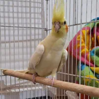 دو عدد عروس هلندی ماده