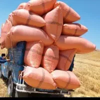 فروش کاه گرفته شده تحویل درب منزل