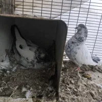 کفتر|پرنده|کاشان, کارگر|دیوار