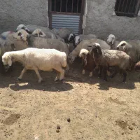 میش داشتی نامبروان