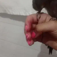 عروس هلندی 3ماهه
