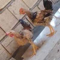 جوجه خروس ۴ ماهه