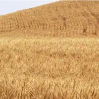 فروش زمین دیم